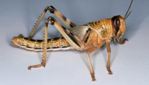 Пустынная саранча — википедия. что такое пустынная саранча
