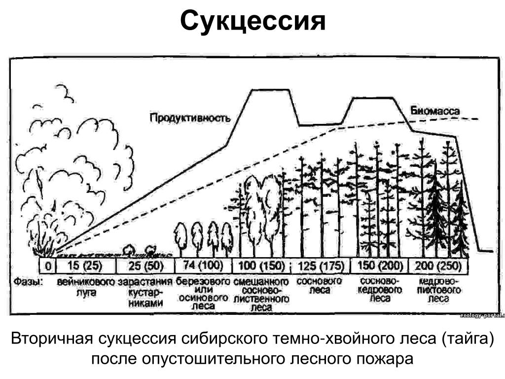 Вторичная сукцессия после пожара. Динамика экосистем сукцессия. Динамика и развитие экосистем сукцессии. Экологическая сукцессия первичная и вторичная.