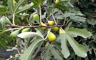 Фиговое дерево и инжир: как выглядит и растет, к фруктам или ягодам относится, каковы особенности плодоношения фигового дерева