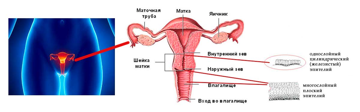 Цервикальный канал у женщин где находится рисунок и что это значит