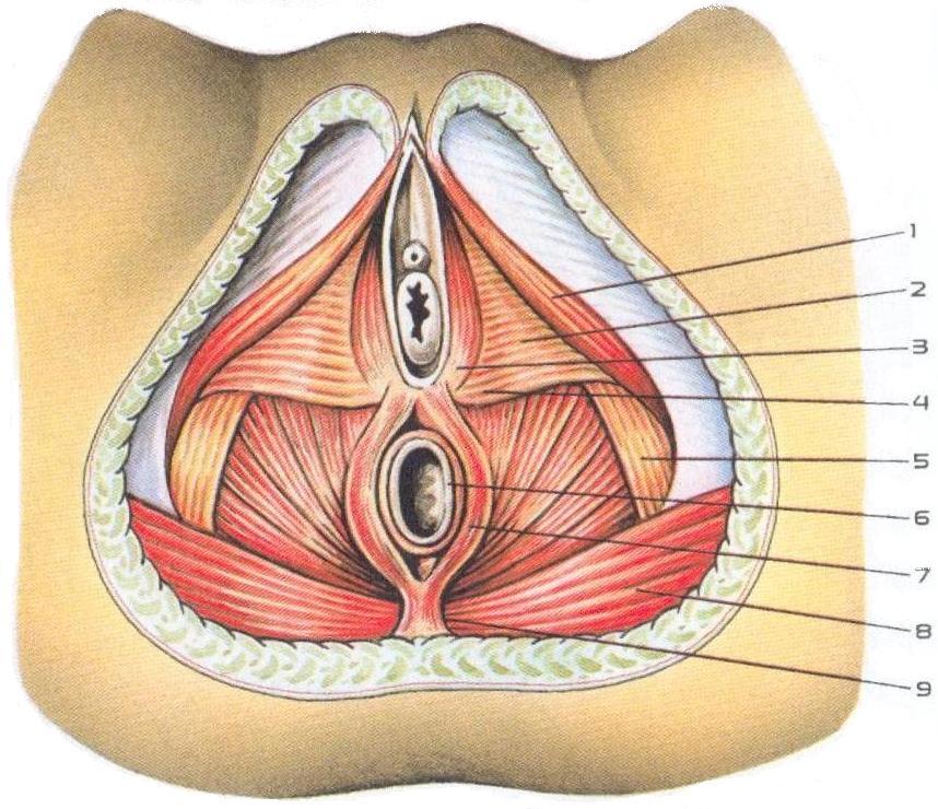 12 штрихов к портрету вагины: знания, которые спасут ваш секс — нож