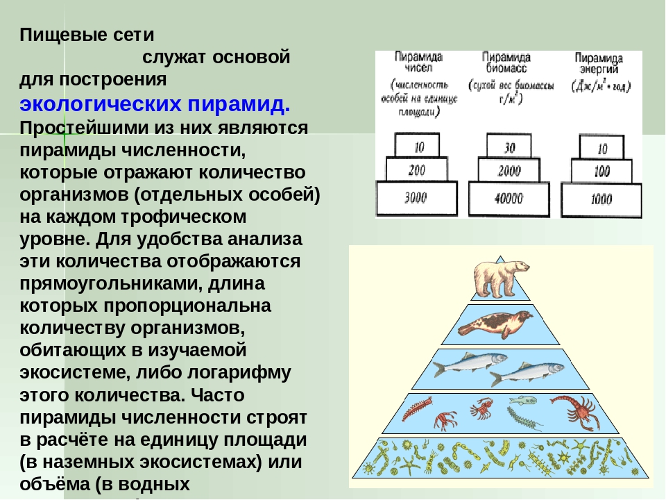 Экологические пирамиды биомасс энергии. Экологическая пирамида биогеоценоза. Правило экологической пирамиды трофическая цепь. Пищевые цепи и экологические пирамиды.