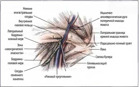 Паховая область: анатомия, возможные заболевания и их лечение. паховая грыжа