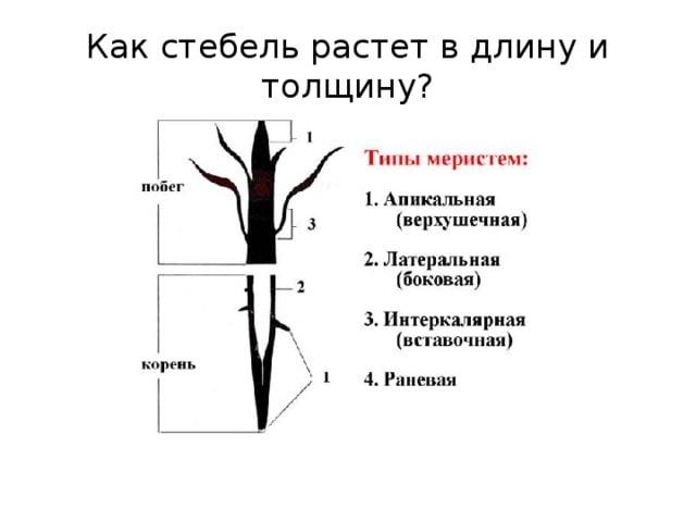 Cтроение стебля растения, дерева и кустарника, какое значение имеют кожица и пробка, функции и виды стеблей, участки стебля на которых развиваются листья, осевая часть стебля