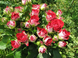Розы спрей: описание, обзор лучших сортов