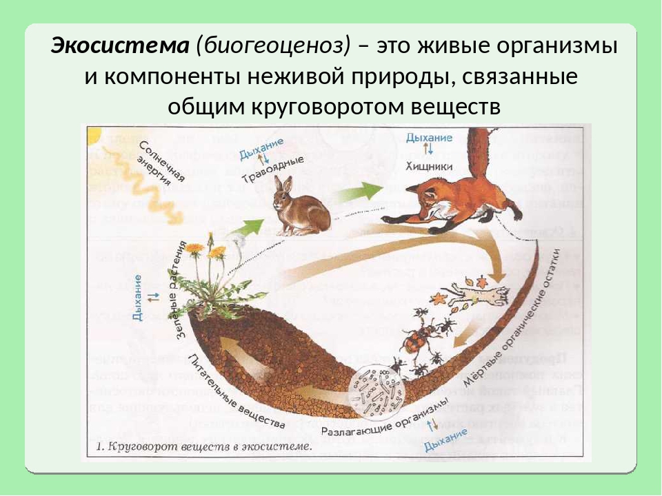 Биогеоценоз и экосистема: виды и примеры