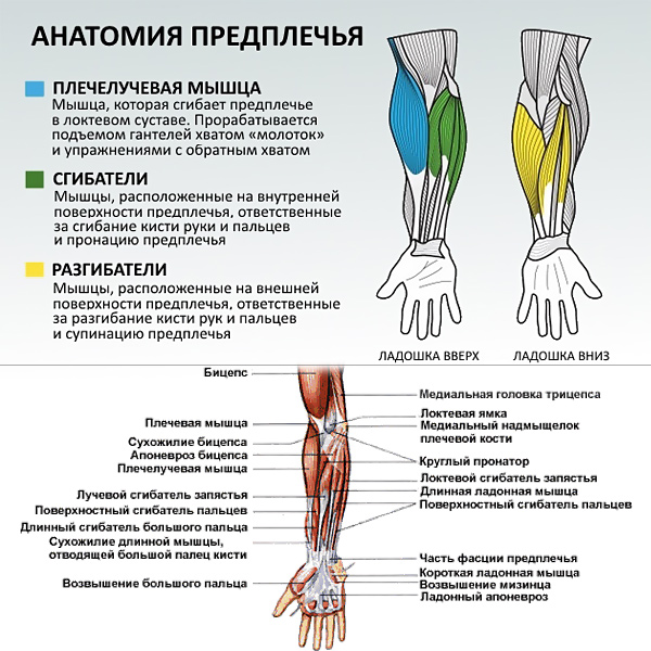 Мышцы рук: строение и функции