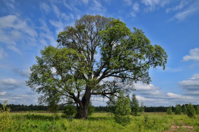 Дерево карагач – возможные болезни, как использовать в ландшафте и избавиться от растения, свойства древесины