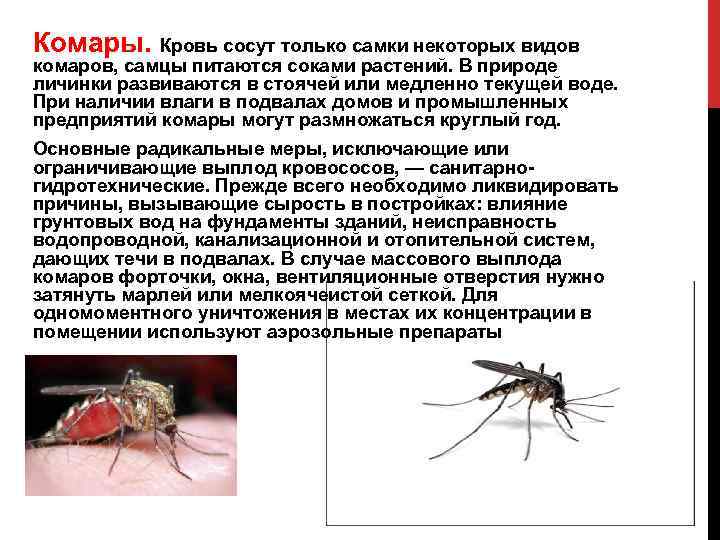 Комары — энциклопедия «вокруг света»