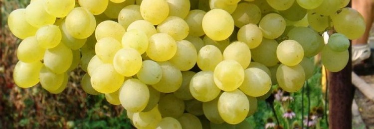 Виноград кишмиш: польза и вред для организма человека
