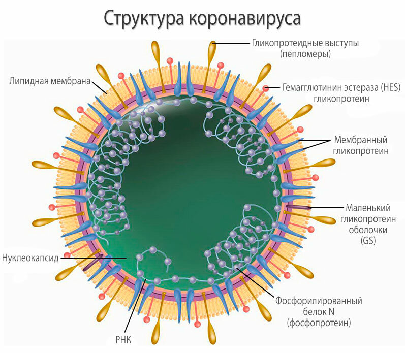 Совсем запутали: коронавирус, covid-19, sars-cov-2 – как правильно?