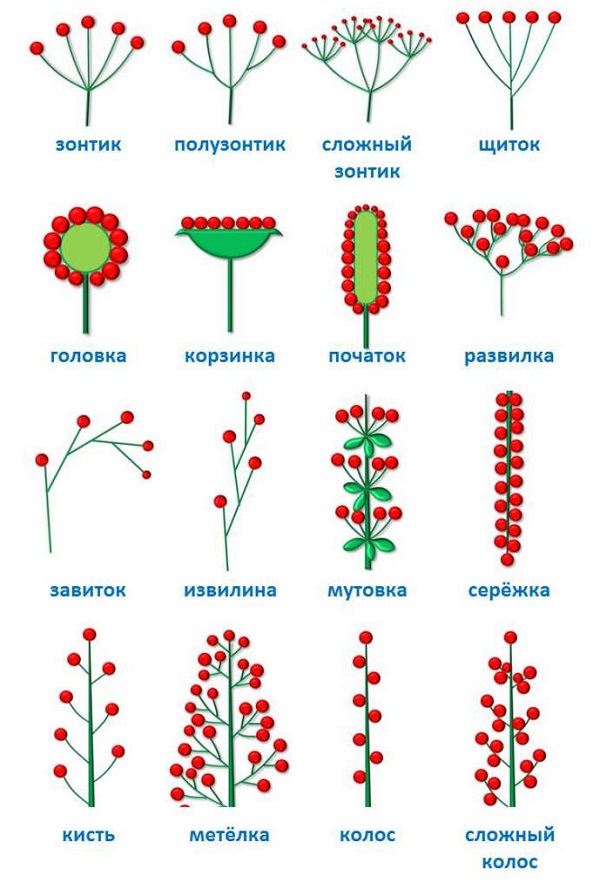 Соцветие – таблица, что такое соцветие в биологии (6 класс) - помощник для школьников спринт-олимпик.ру