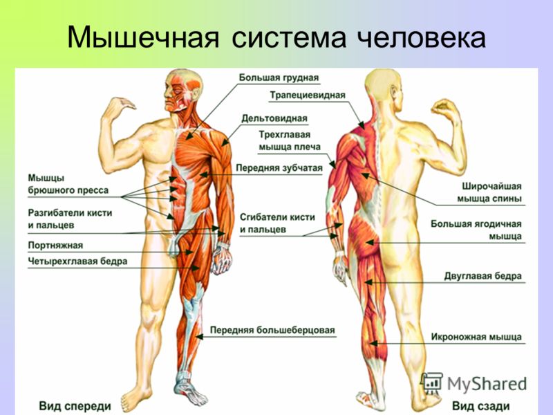 Мышцы - анатомия и функции — sportwiki энциклопедия