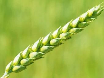 Что такое мягкая пшеница, чем она отличается от твердой и где используется