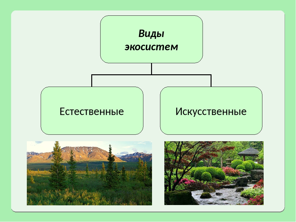 Тема естественный. Природные экосистемы. Наземные экосистемы. Естественные и искусственные экосистемы. Экологические системы бывают.