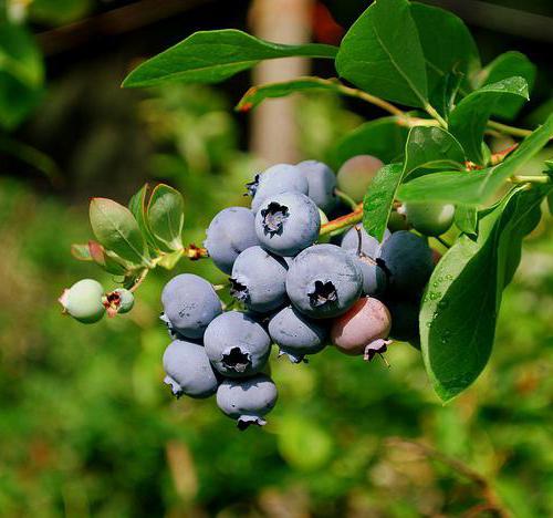 Гонобобель - ягода русского севера. популярные сорта высокорослой и низкорослой голубики
