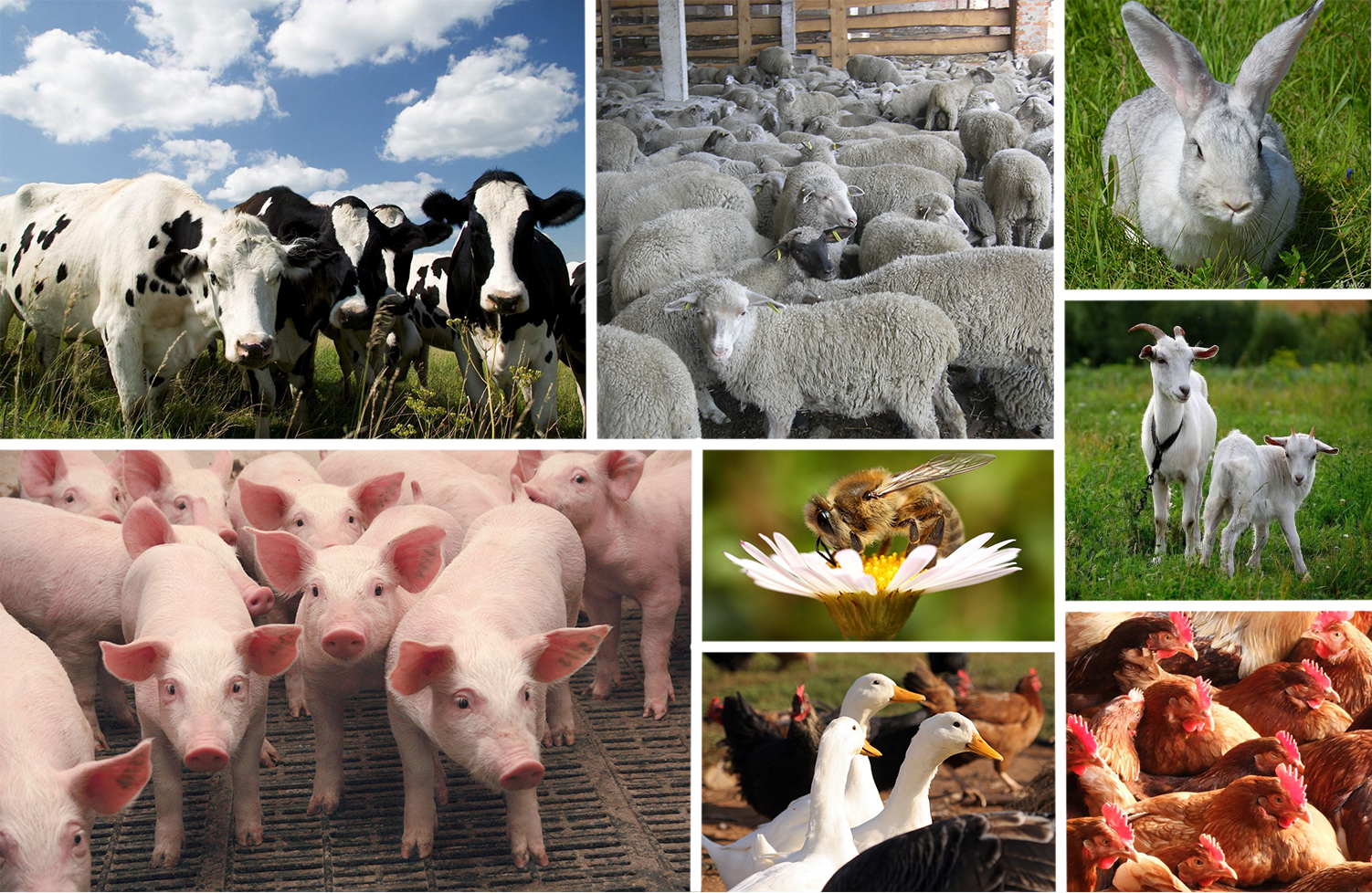 Скотоводство: развитие, отрасли, молочное, мясное, продукция