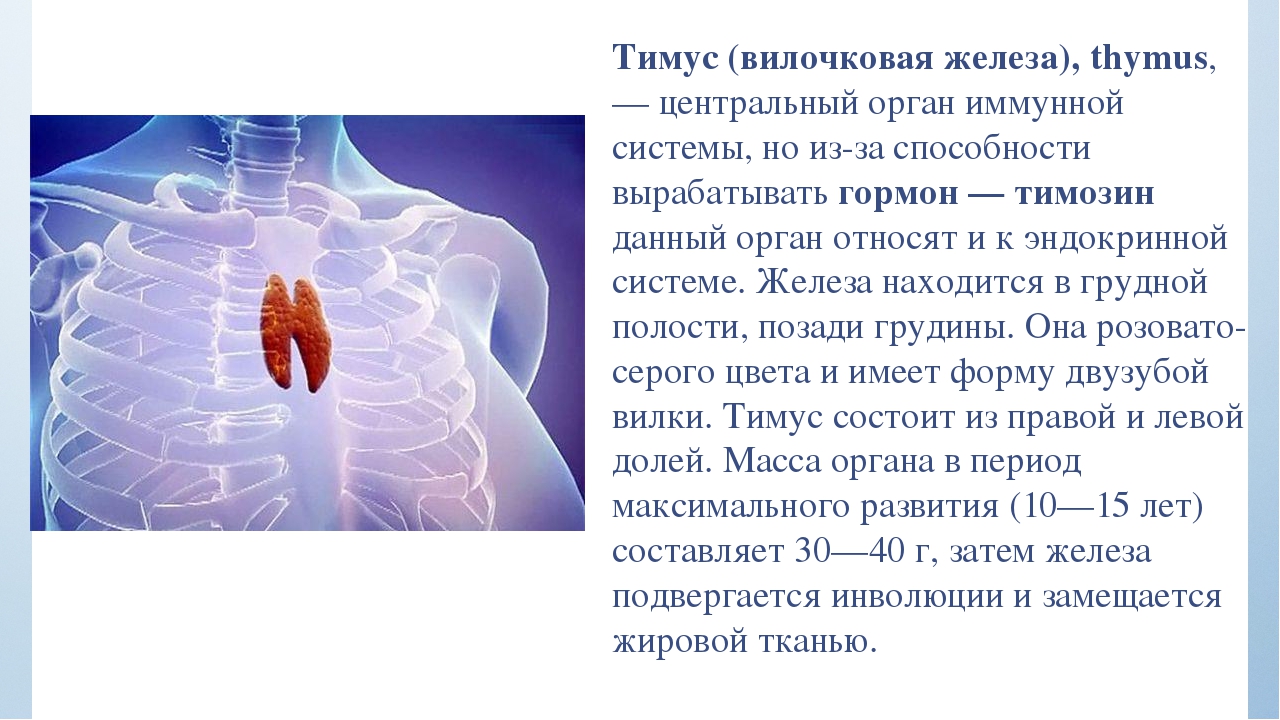Иммунная система тимус. Тимус вилочковая железа. Тимус вилочковая железа функции. Вилочковая железа анатомия функции. Функция вилочковой железы в организме человека.
