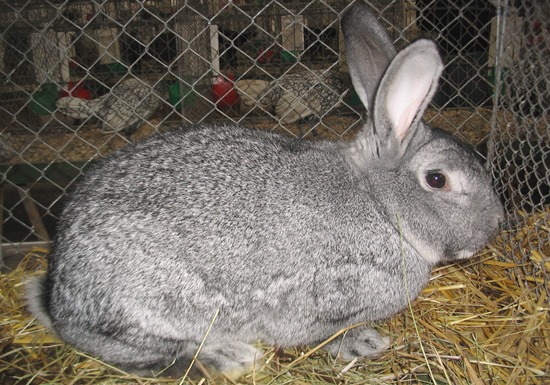 Кролики — википедия. что такое кролики