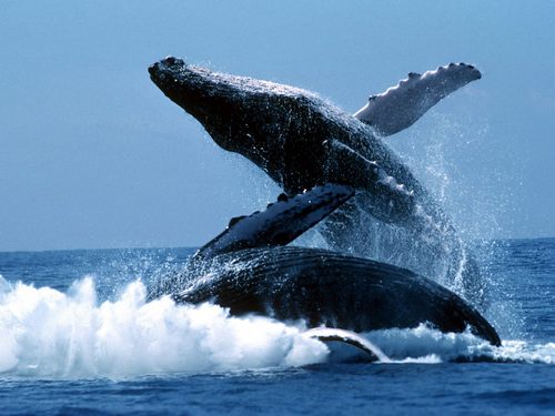 Чем опасна игра синий кит? как защитить ребенка от синего кита? правила игры синий кит