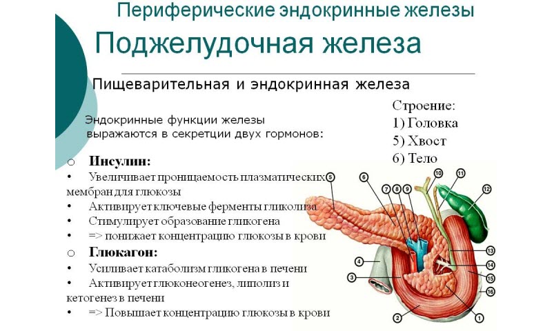 Диффузные изменения печени: классификация, причины и симптомы