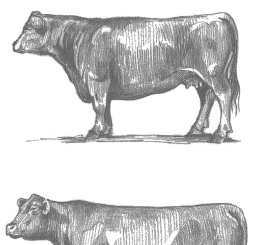 Что такое фуражная корова, коэффициент молочности коров формула
