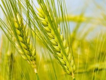 Что такое мягкая пшеница, чем она отличается от твердой и где используется