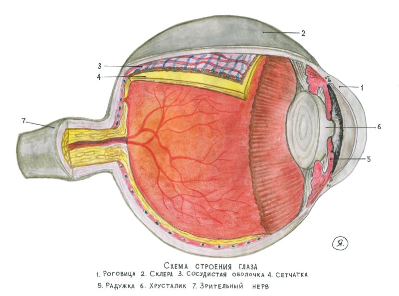 Строение глаза человека: структура, анатомия