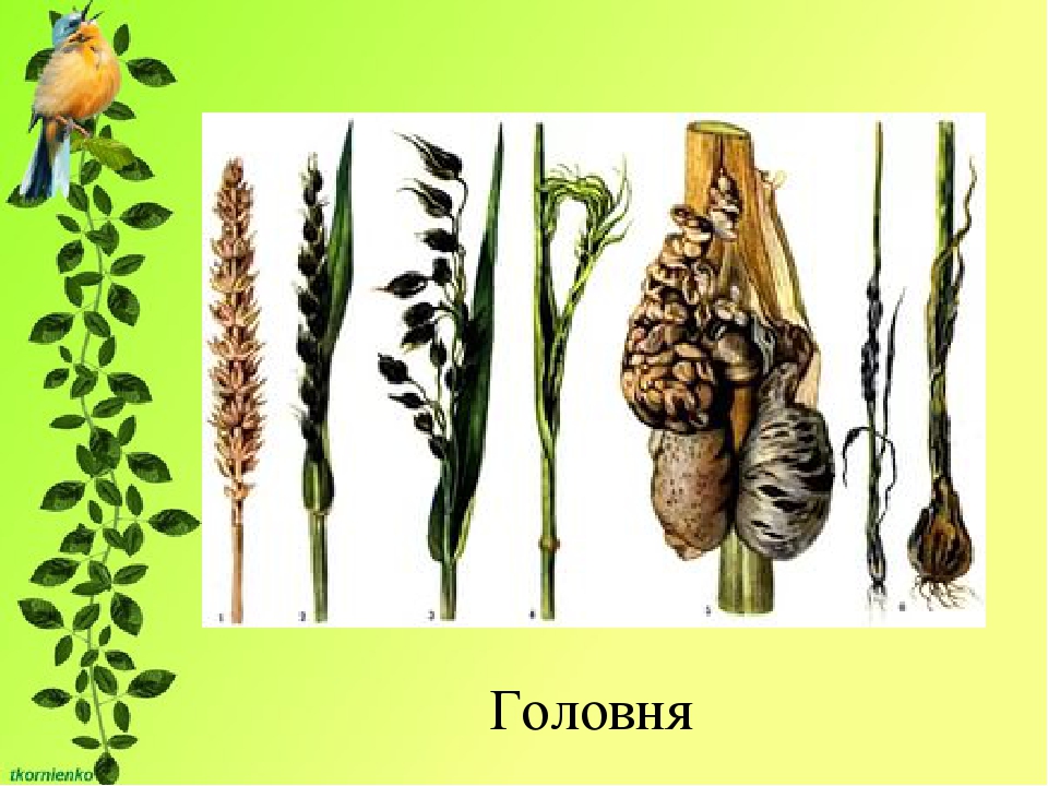 Головня рисунок гриб