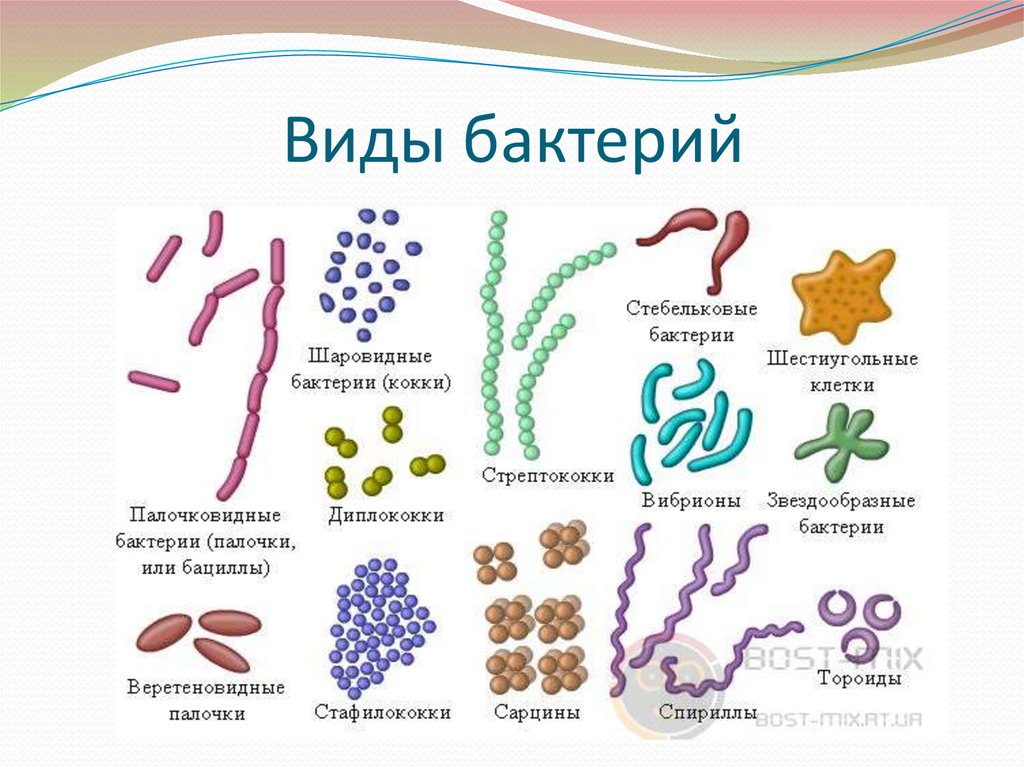 Патогенные микроорганизмы и их основные характеристики