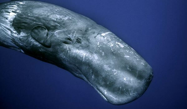Кашалот — фото кита, как выглядит и где обитает, описание, питание и враги
