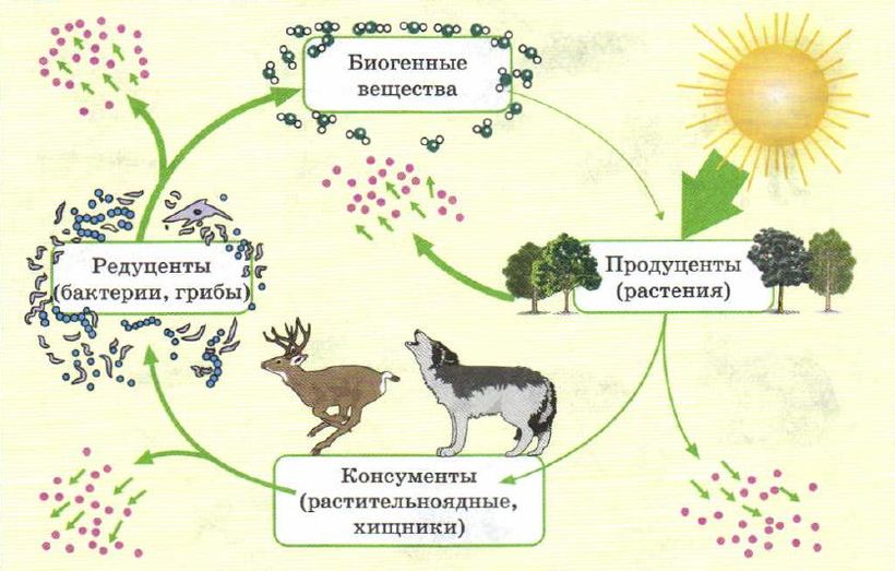 Экосистема (биогеоценоз), ее компоненты