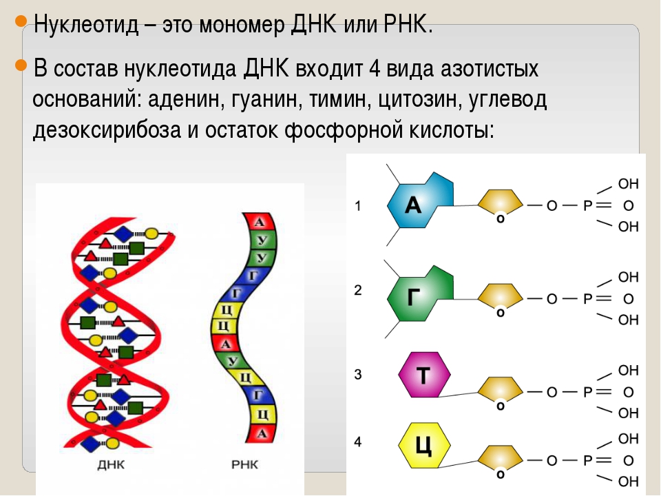 Рнк встречается. Схема строения нуклеотида ДНК И РНК. Структура нуклеотида ДНК И РНК. Структура нуклеотида ДНК. Структура нуклеотида схема ДНК.