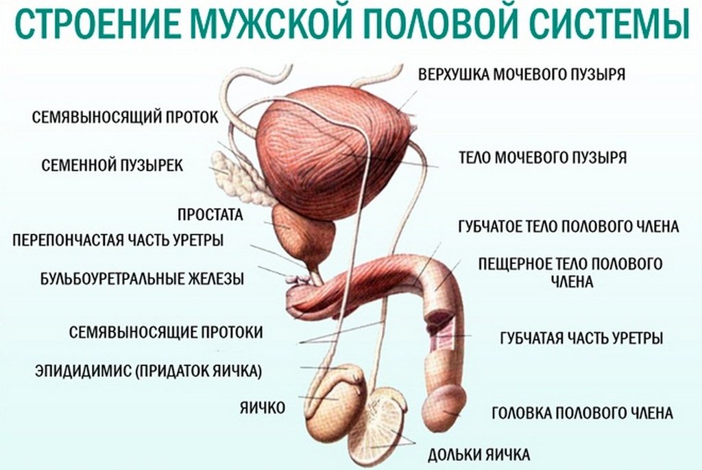 Как должен правильно стоять половой член, здоровая эрекция - пенис стоит вертикально, профилактика эрекции