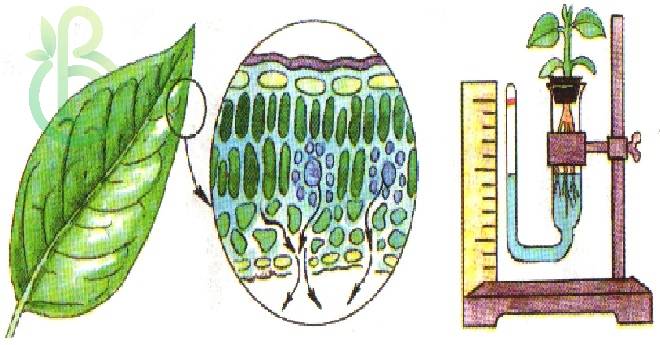 Строение листа растения, типы расположения листовых пластин, фотосинтез и транспирация