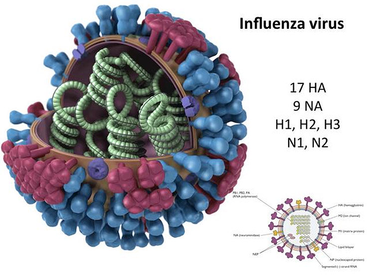 Сравнение коронавируса и свиного гриппа - экспресс газета