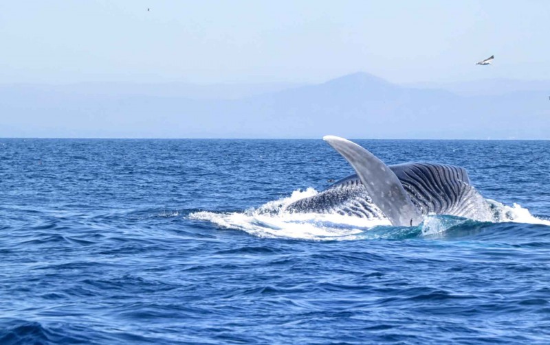 Чем опасна игра синий кит? как защитить ребенка от синего кита? правила игры синий кит