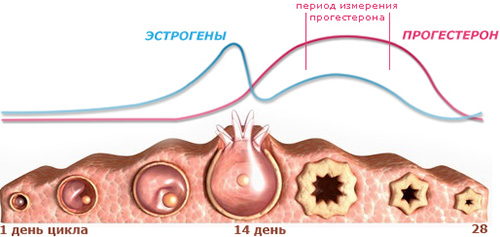 Желтое тело в яичнике при беременности