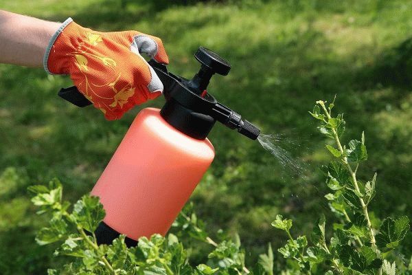 Как применять зеленое мыло для защиты растений от вредителей и болезней