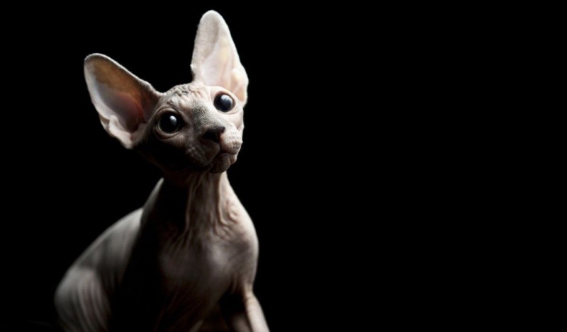 Сфинксы: особенности «инопланетных» кошек
