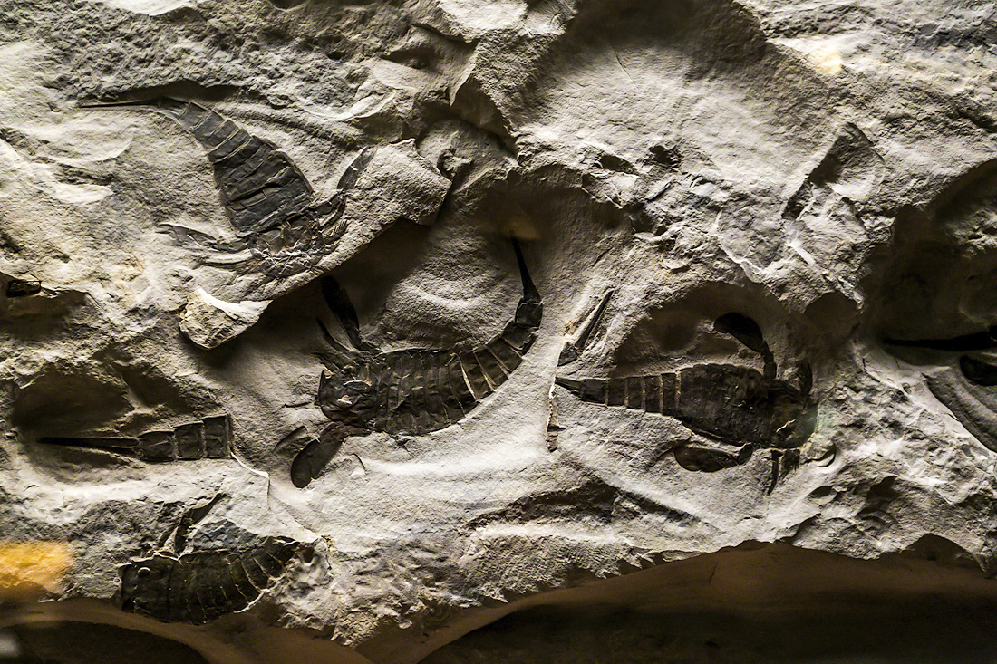 Палеонтология — википедия. что такое палеонтология