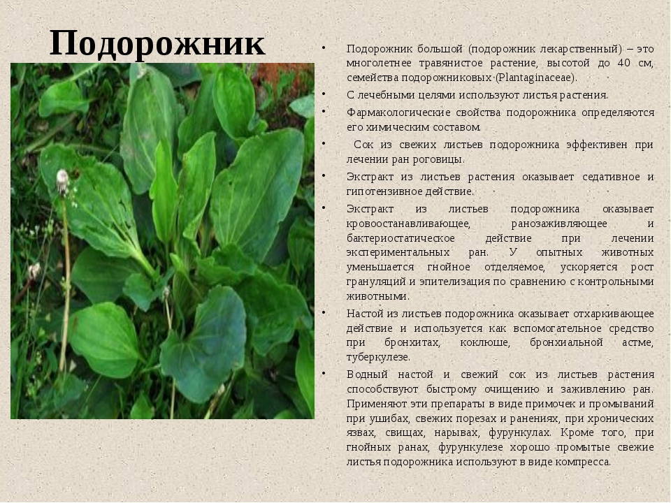 Салат-латук – как выглядит, сорта, как выращивать и ухаживать, посадка в горшке