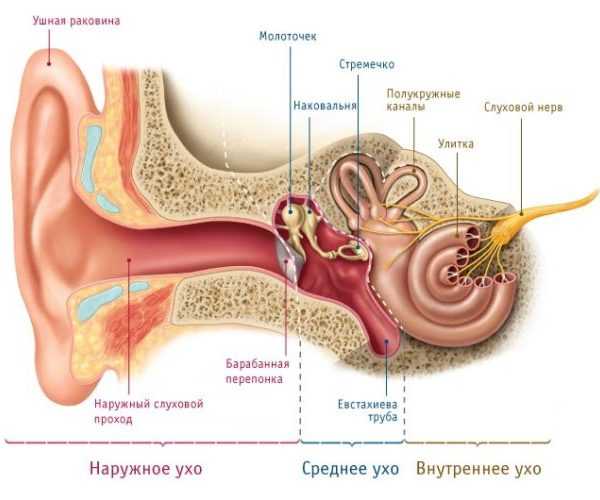 Анатомия уха человека - информация: