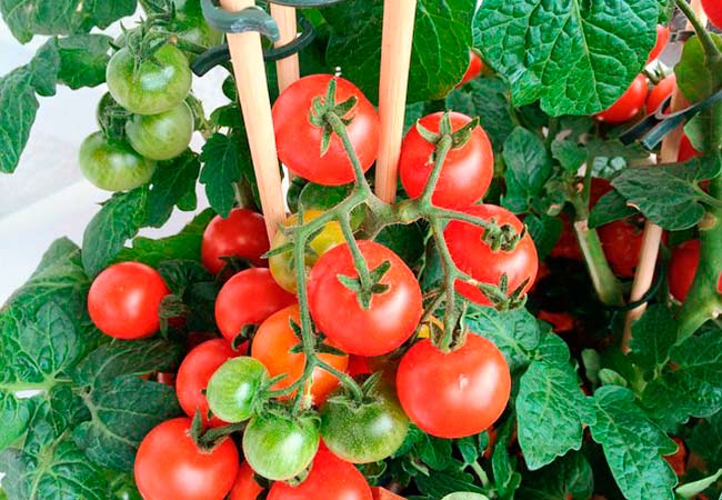 Сравнительные сведения о различных сортах помидор