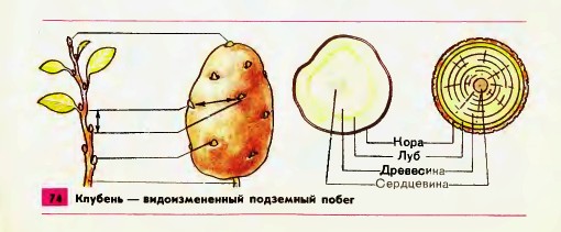 Клубень картофеля: чем является и как выглядит, другие части анатомического строения картошки (стебель, листья, корневая система, соцветия и другие)