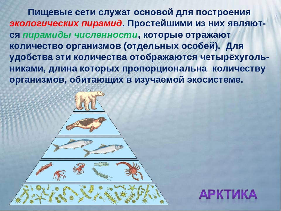Экологическая пирамида биоценоза