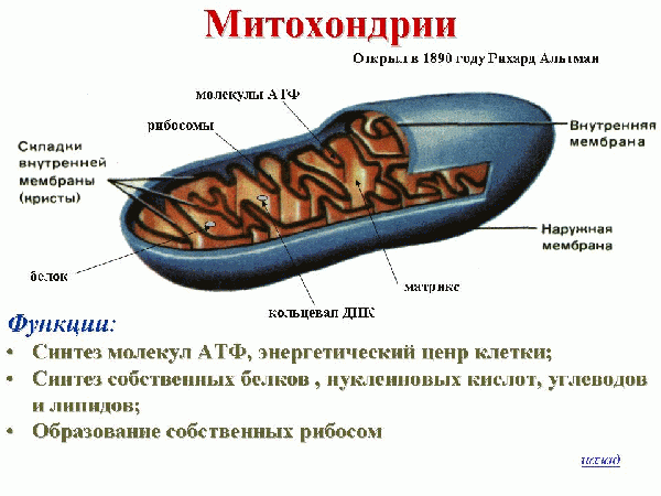 Энергетический обмен: его этапы, последовательность, значение для клетки