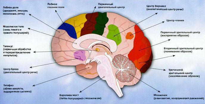 Головной мозг: строение и функции, общее описание