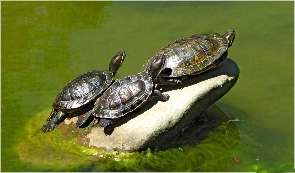 Болотная черепаха - речная черепаха