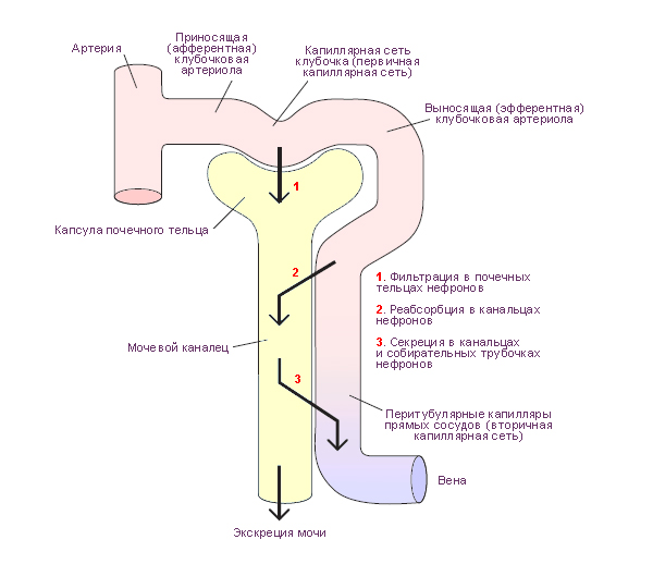 Реабсорбция и секреция в почечных канальцах. механизмы реабсорбции глюкозы.